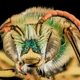 Illustration for article titled Close-Up Bee Portraits Are A Glimpse Into A Gorgeously Weird World